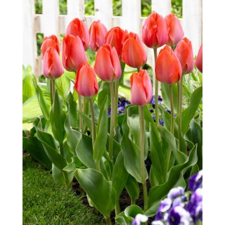 Tulipan Orange Van Eijk - duża paczka! - 50 szt.