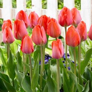 Tulipan Orange Van Eijk - duża paczka! - 50 szt.