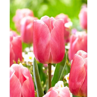 Tulipan Pink Jimmy - GIGA paczka! - 250 szt.