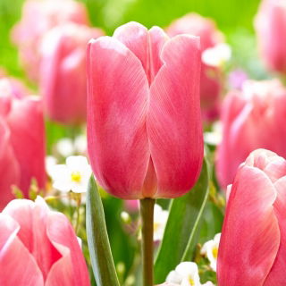 Tulipan Pink Jimmy - duża paczka! - 50 szt.