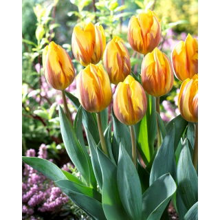Tulipan Prinses Margriet - 5 szt.