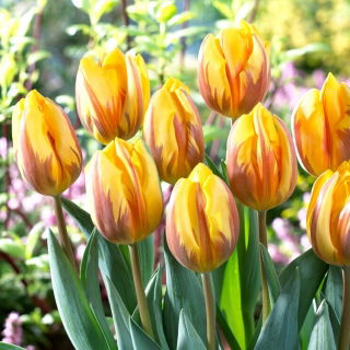 Tulipan Prinses Margriet - 5 szt.