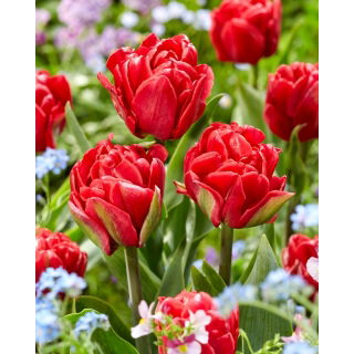 Tulipan Red Foxtrot - 5 szt.