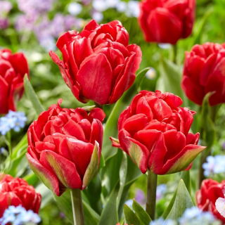 Tulipan Red Foxtrot - 5 szt.
