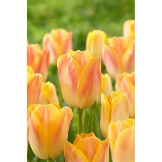 Tulipan Salmon Dynasty - GIGA paczka! - 250 szt.