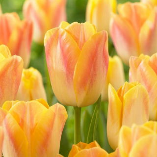 Tulipan Salmon Dynasty - GIGA paczka! - 250 szt.