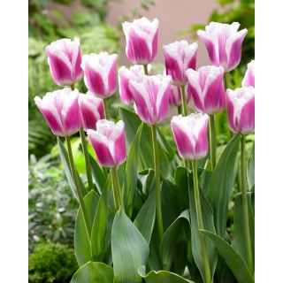 Tulipan Siesta - GIGA paczka! - 250 szt.