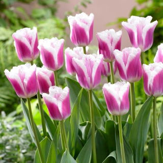 Tulipan Siesta - duża paczka! - 50 szt.