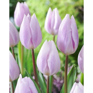Tulipan Silver Cloud - duża paczka! - 50 szt.