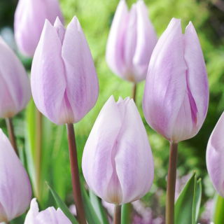 Tulipan Silver Cloud - duża paczka! - 50 szt.