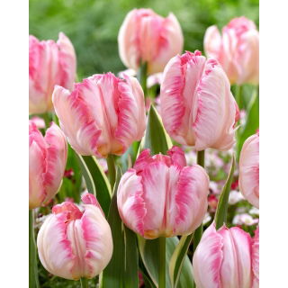 Tulipan Silver Parrot - 5 szt.