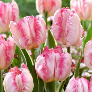 Tulipan Silver Parrot - 5 szt.