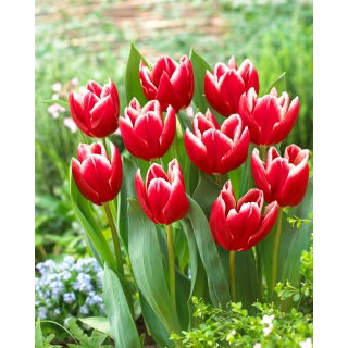 Tulipan Vampire - GIGA paczka! - 250 szt.