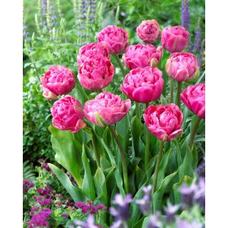 Tulipan Amazing Grace - 5 szt.