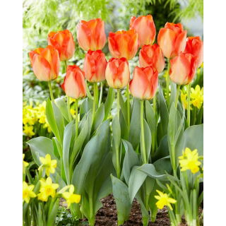 Tulipan American Dream - GIGA paczka! - 250 szt.