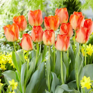 Tulipan American Dream - GIGA paczka! - 250 szt.