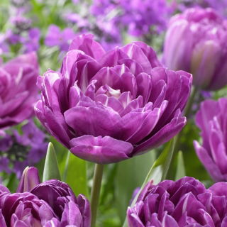 Tulipan Blue Spectacle - GIGA paczka! - 250 szt.