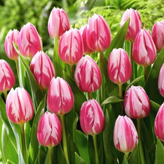 Tulipan Bojangles - GIGA paczka! - 250 szt.