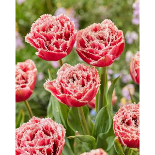 Tulipan Brest - GIGA paczka! - 250 szt.