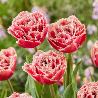 Tulipan Brest - 5 szt.