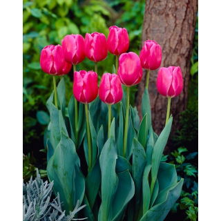 Tulipan Carola - 5 szt.