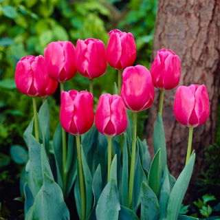 Tulipan Carola - GIGA paczka! - 250 szt.