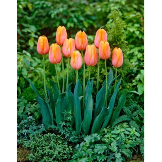 Tulipan Dordogne - duża paczka! - 50 szt.