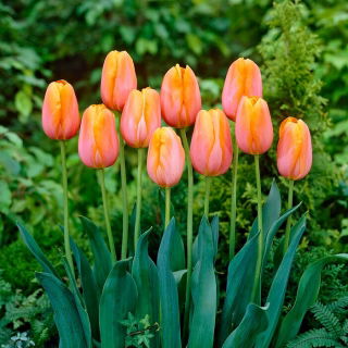 Tulipan Dordogne - duża paczka! - 50 szt.