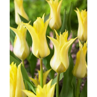 Tulipan Florijn Chic - 5 szt.