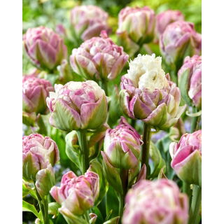 Tulipan Ice Tea - 5 szt.