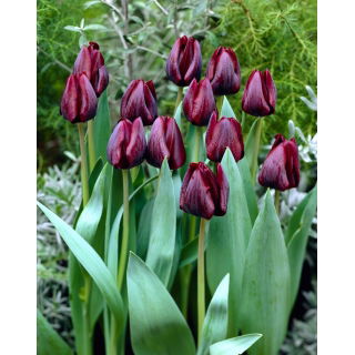 Tulipan Ronaldo - GIGA paczka! - 250 szt.