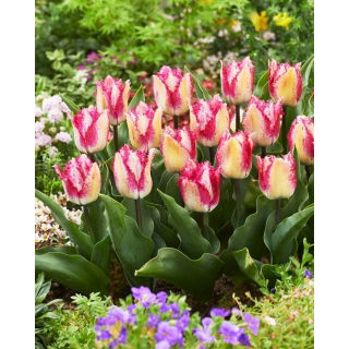 Tulipan Yasmine - GIGA paczka! - 250 szt.