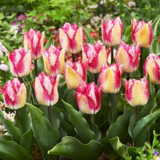 Tulipan Yasmine - 5 szt.