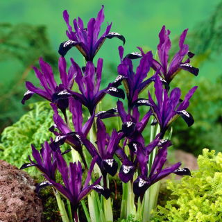 Irys Purple Gem - GIGA paczka! - 500 szt.