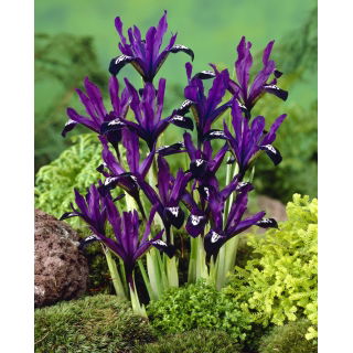 Irys Purple Gem - GIGA paczka! - 500 szt.