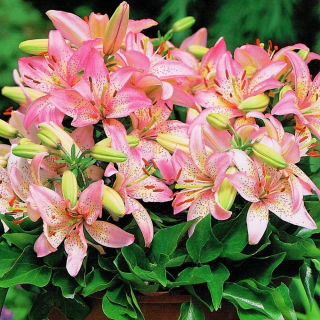 Lilia miniaturka - Pink Pixie - GIGA paczka! - 50 szt.