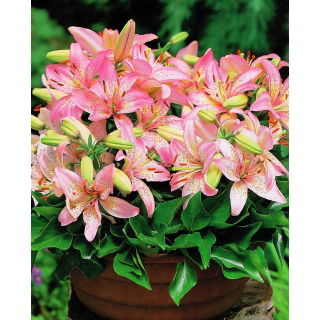 Lilia miniaturka - Pink Pixie - GIGA paczka! - 50 szt.