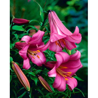 Lilia trąbkowa - Pink Perfection - GIGA paczka! - 50 szt.