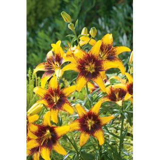 Lilia - Yellow & Brown - GIGA paczka! - 50 szt.
