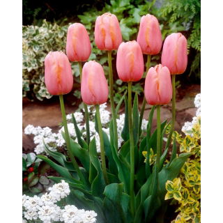 Tulipan Menton - GIGA paczka! - 250 szt.