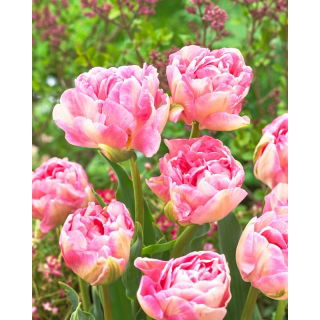 Tulipan Angelique - opak. 5 szt.