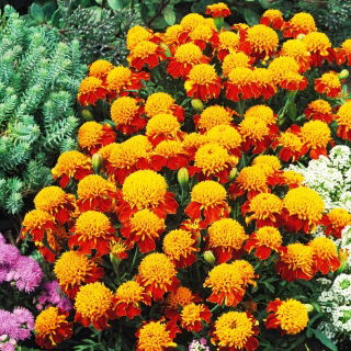 Aksamitka Orange Flame - rozpierzchła - 1 kg