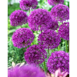 Czosnek ozdobny Purple Sensation - op. 3 szt.