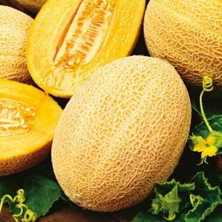 Melon Hale's Best Jumbo