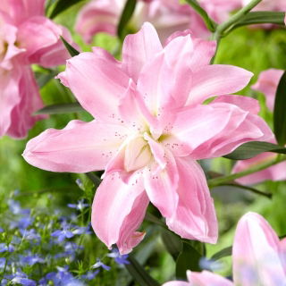 Lilia - Lotus Breeze - orientalna, pełna - duża paczka! - 10 szt.