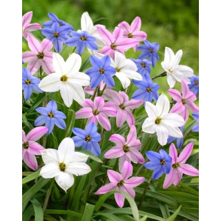 Ipheion - Ifejon - mix - duża paczka! - 100 szt.
