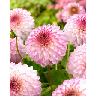 Dalia - Arbatax
