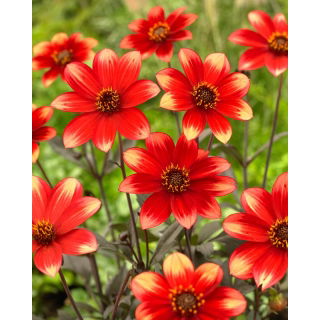 Dalia - Dahlegria Bicolore - GIGA paczka! - 50 szt.