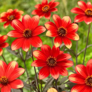 Dalia - Dahlegria Bicolore - GIGA paczka! - 50 szt.