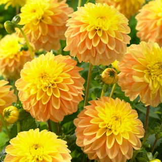 Dalia - Bocherell
